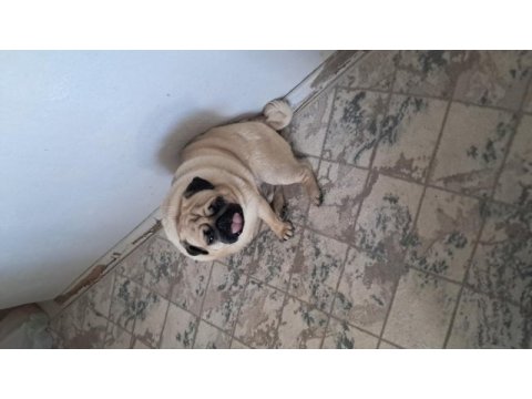 2 yaşında pug