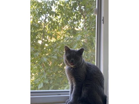 British shorthair erkek 8 aylıktır