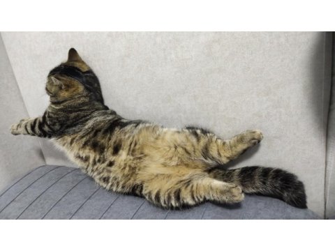 Uyku arkadaşı stres ilacı balımmm kedim