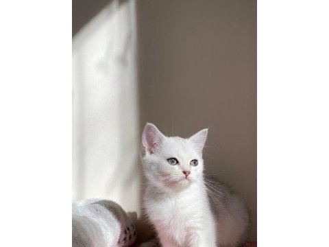 Sliver yavru kedim