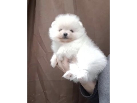 Pomeranian boo beyaz