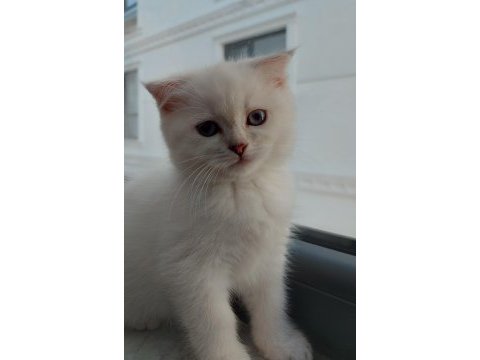 Scottish fold kızım yeni yuvasını bekliyor
