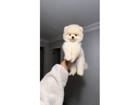81 ile sağlıklı gönderim pomeranian boo