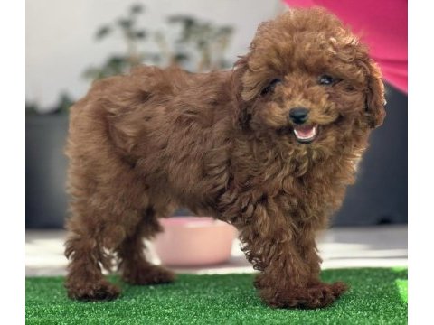 Orjinal kore toy poodle yavrularımız