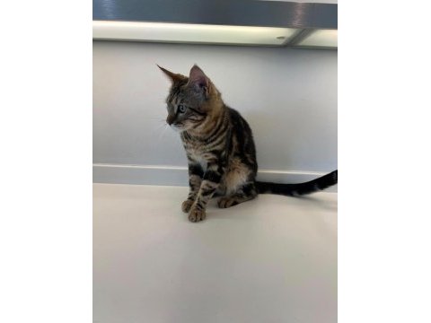 Maine coon anne bengal baba melez kedimiz