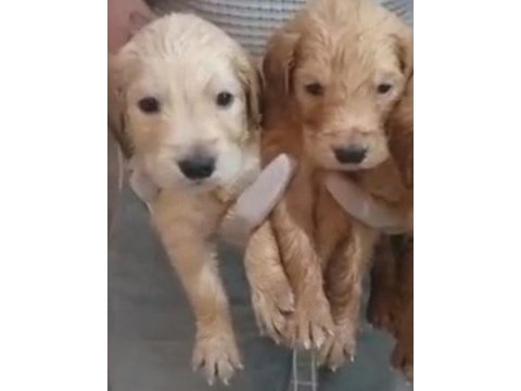 Safkan golden retriever yavrularımız mevcut
