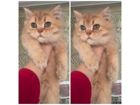 British longhair yavrumuz 5 aylık