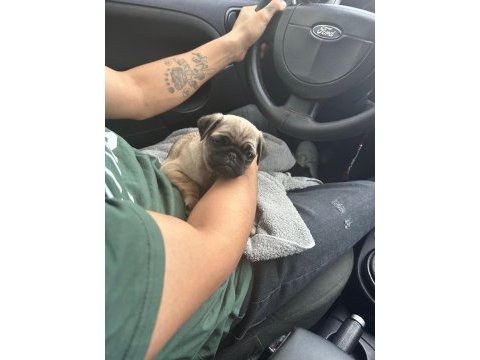 Pug yavru