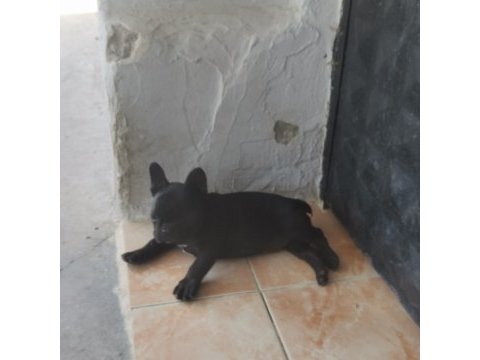 2 aylık dişi french bulldog