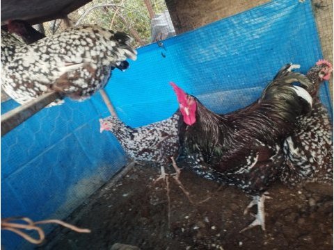 Speckleck susex kuluçkalık yumurta