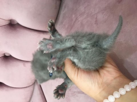 Dişi kedi yavruları birlikte scottish fold