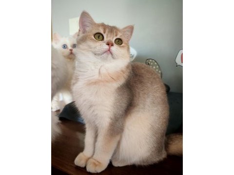 Blue golden dişi 5 aylık british shorthair