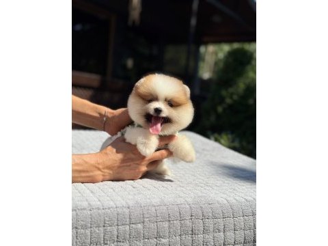 Sağlık ve ırk garantili pomeranian