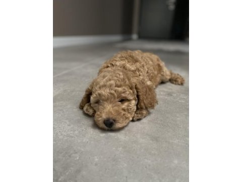 Maltipoo dişi 2 buçuk aylık görüşülür