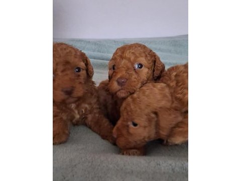 Maltipoo yavrusu