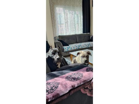 Sahiplendirme cane corso