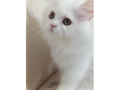 3 aylık erkek yavru british longhair