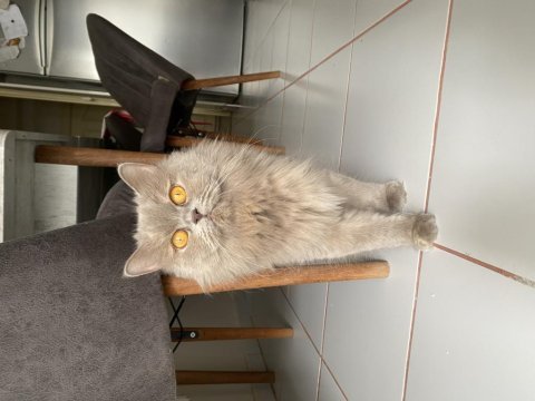 Anne kedi ve yavru kediler sahiplendirilecek