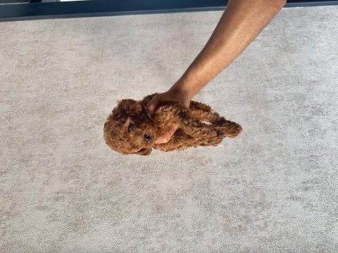 Kore (teacup) poodle 2 aylık