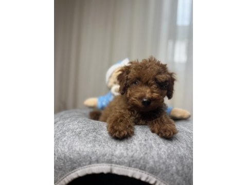 Toy poodle köpeğimiz
