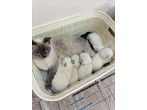 British shorthair scottish fold longhair yavrular