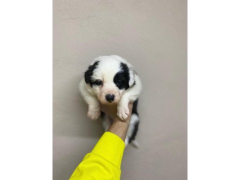 Border collie yavru