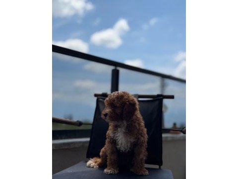 Toypoodle dişi / erkek 