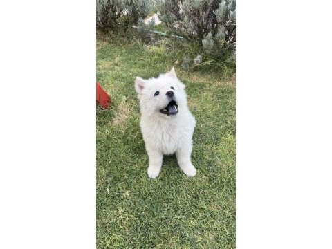 3 aylık dişi chow chow (çin aslanı)