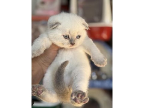 A kalite scottish fold ve british shorthair yavrularımız