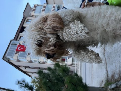 Maltipoo oğlumuzu sahiplendiriyoruz