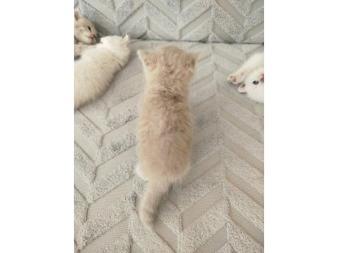 British longhair dişi yavru