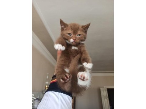 Cinnamon bicolor british shorthair