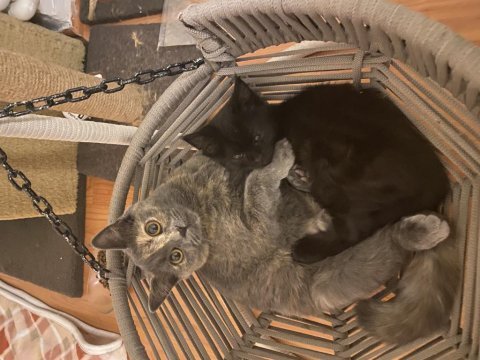 Tüyleri puf puf british shorthair kızım safiş