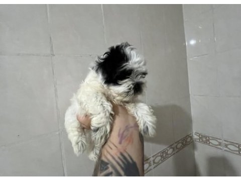 Safkan 0 numara morkie