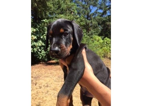 Savaşcı ruhlu doberman