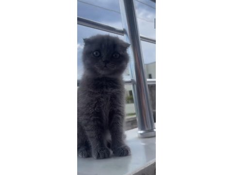 Dişi scottish fold bebeklerim