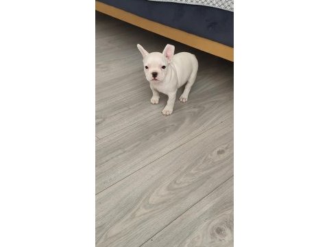 French bulldog teslime hazır dişi