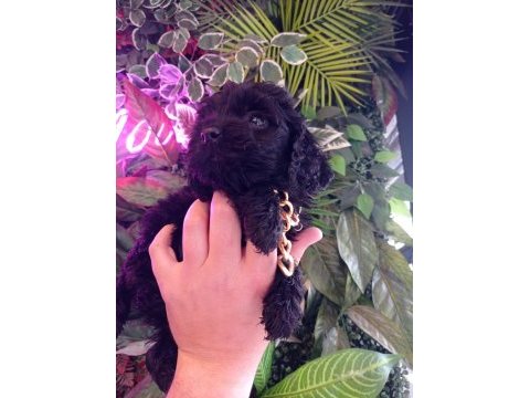 Hareketli dişi toy poodle siyah