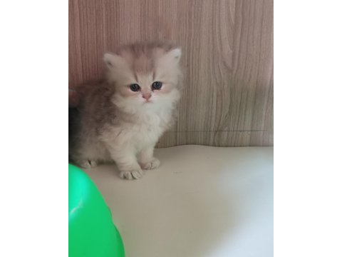 Safkan british longhair bebekler