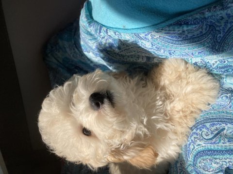 Poodle köpekler biz hazırız