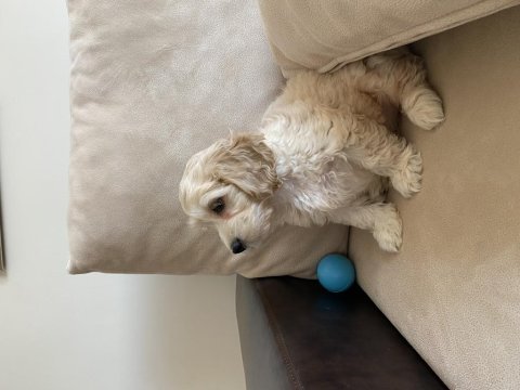 Dişi maltipoo