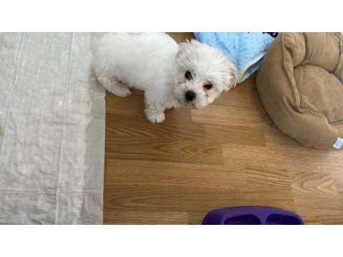 2 aralık doğumlu bebek terrier eşyaları ile birlikte
