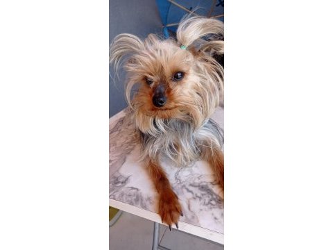 Sahiplendirilecek yorkshire terrier