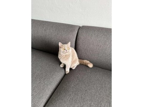 9 aylık british shorthair yavrular