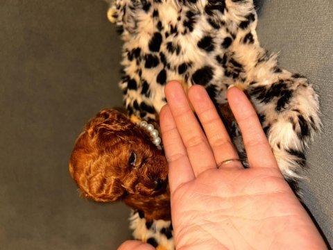 2 aylık toy poodle yavrular