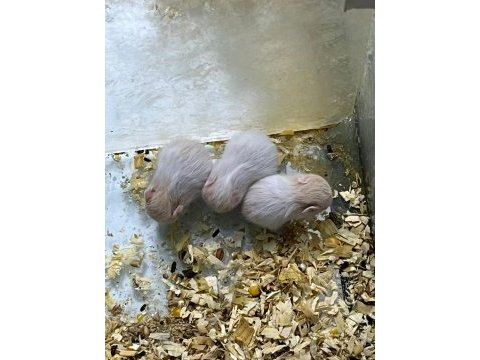 Yavru suriye hamsterları
