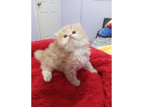 Golden chinchilla rengi şecereli anne babadan