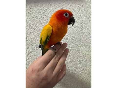 Evcil konur papağanlarımız gönderim sağlıyoruz