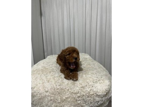 Mükemmel toy poodle yavrular yeni ailesini arıyor