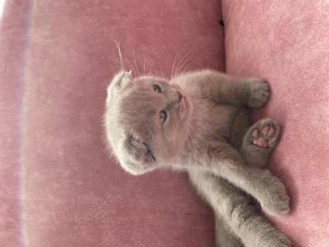 Scotish kırık kulak safkan lilac yavru kediler